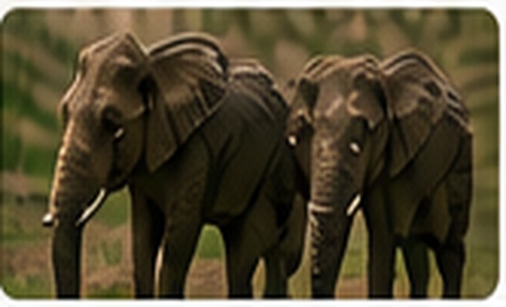 Elephants in a Sri Lankan national park